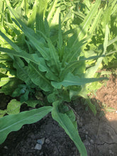 Load image into Gallery viewer, Lettuce - Celtuce
