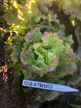 Load image into Gallery viewer, Lettuce - Rossa Di Trento
