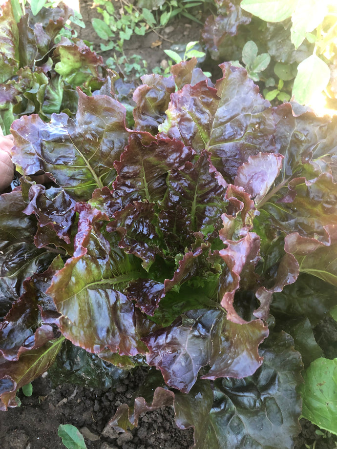 Lettuce - Heady Red