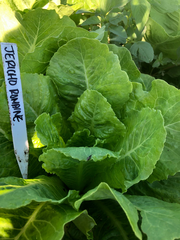 Lettuce - Jericho Romaine