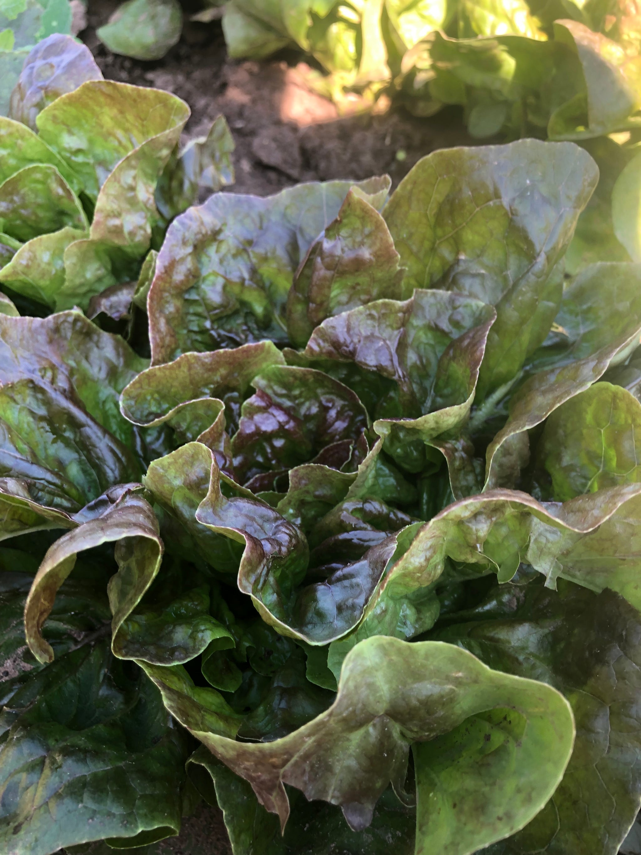 Lettuce and Greens – Tagged 