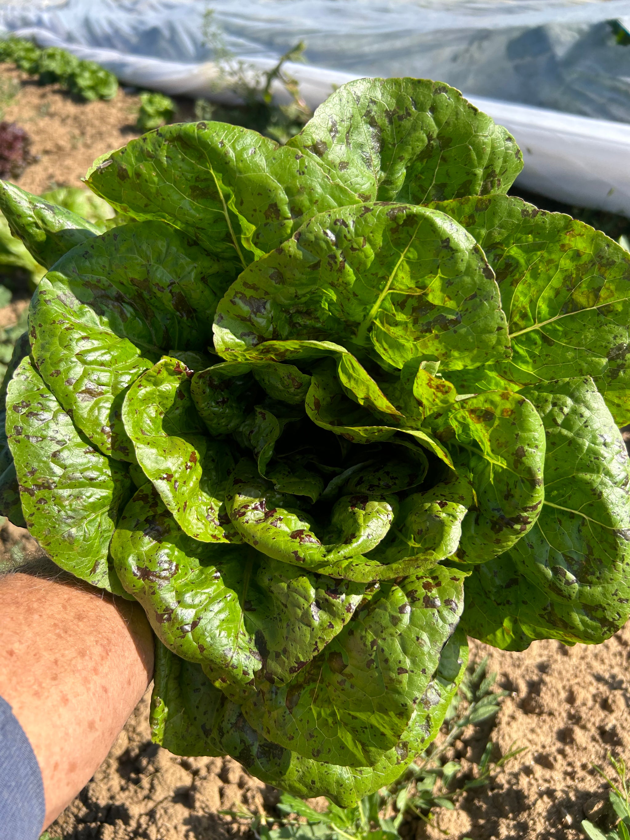 Lettuce and Greens – Tagged 