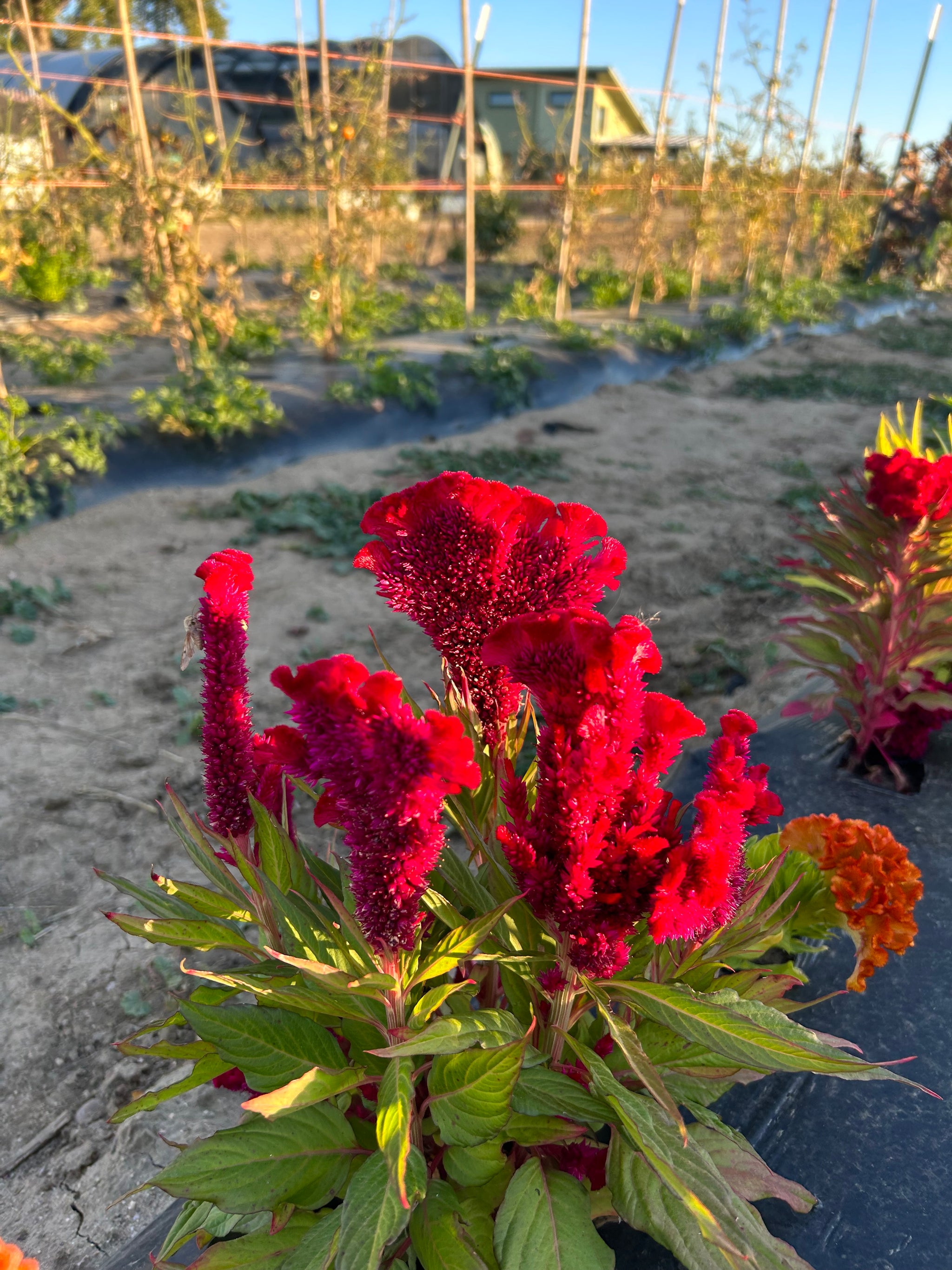Amaranth