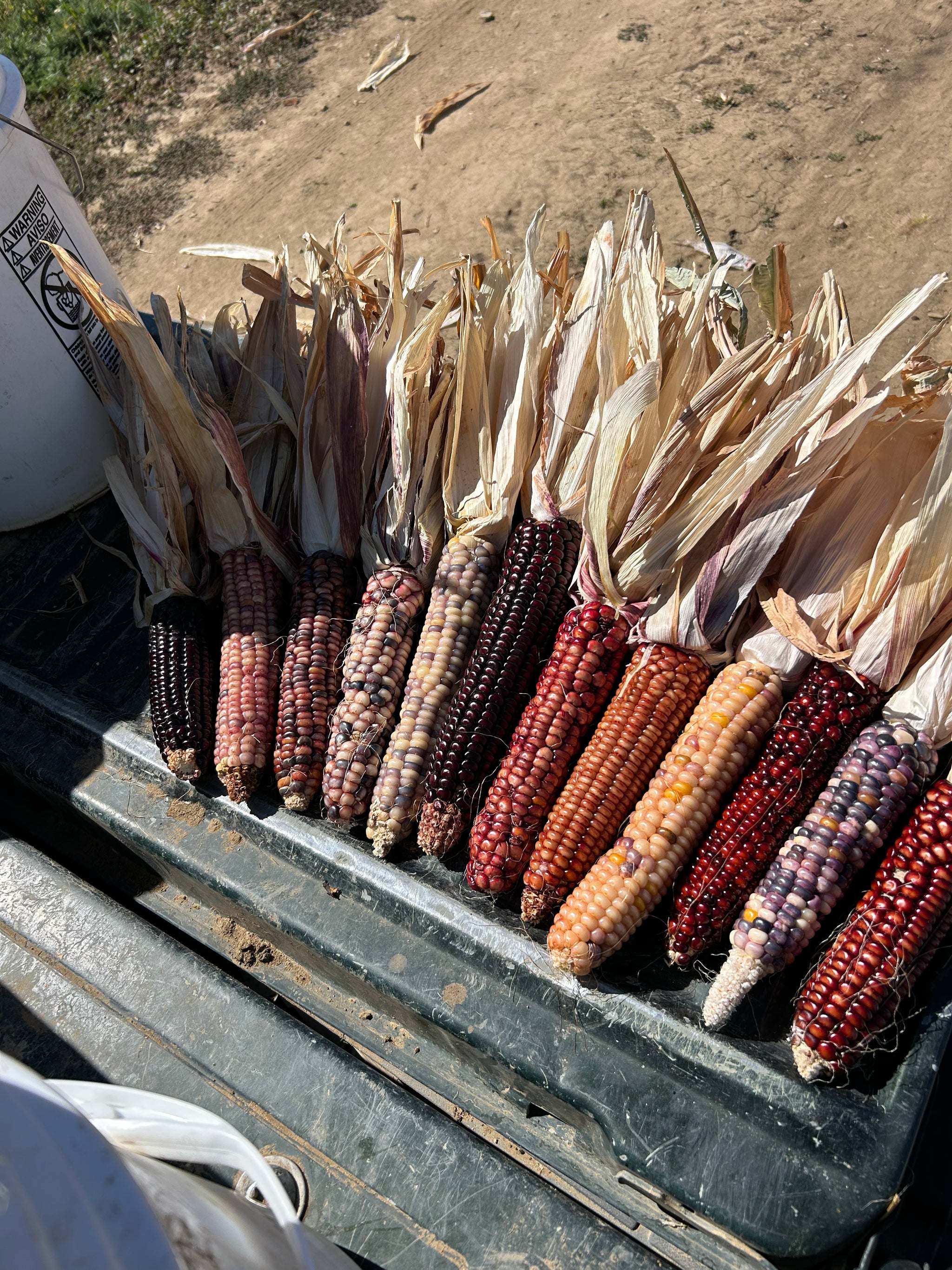 野菜 masa Grains and Corn – MASA Seed Foundation