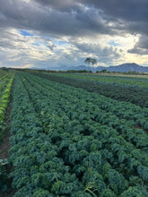 Load image into Gallery viewer, 2026 MASA CSA Fresh Produce and Flower Shares
