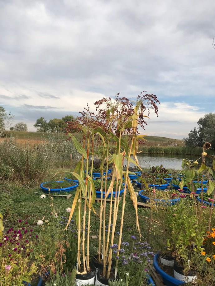 Sorghum - Hungarian Broom