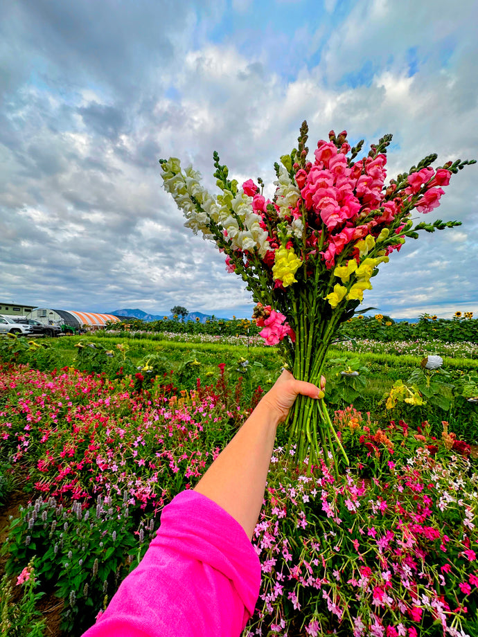 Flower Happy Hour at the Farm | Saturday, Sept 21 from 4:30-6:30 pm | Fundraiser for Farm-to-Food-Pantry