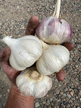 Load image into Gallery viewer, Garlic
