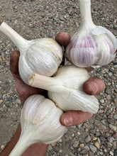 Load image into Gallery viewer, Garlic
