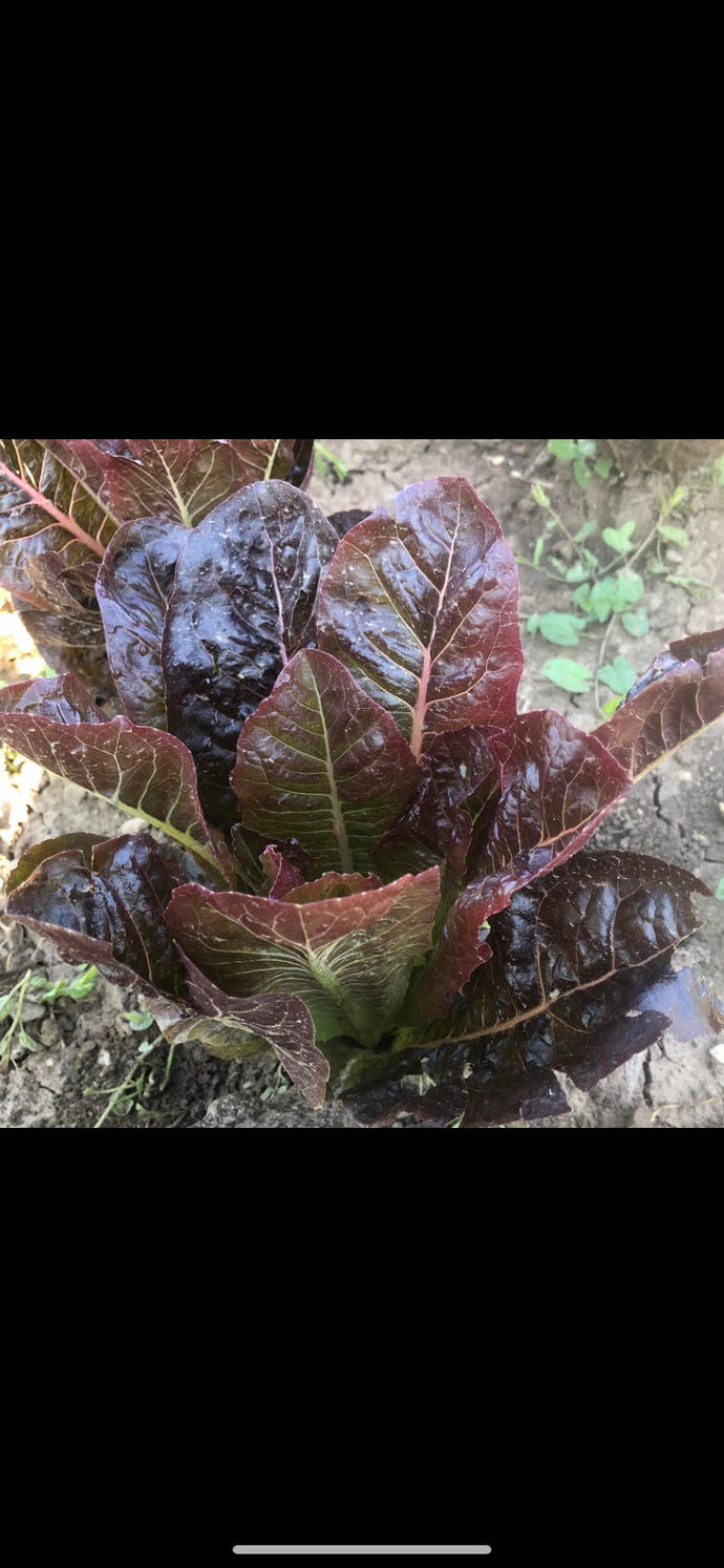 Lettuce - Arrow Leaf