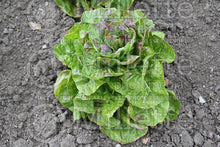 Load image into Gallery viewer, Lettuce - Australe
