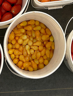 Tomatoes – MASA Seed Foundation