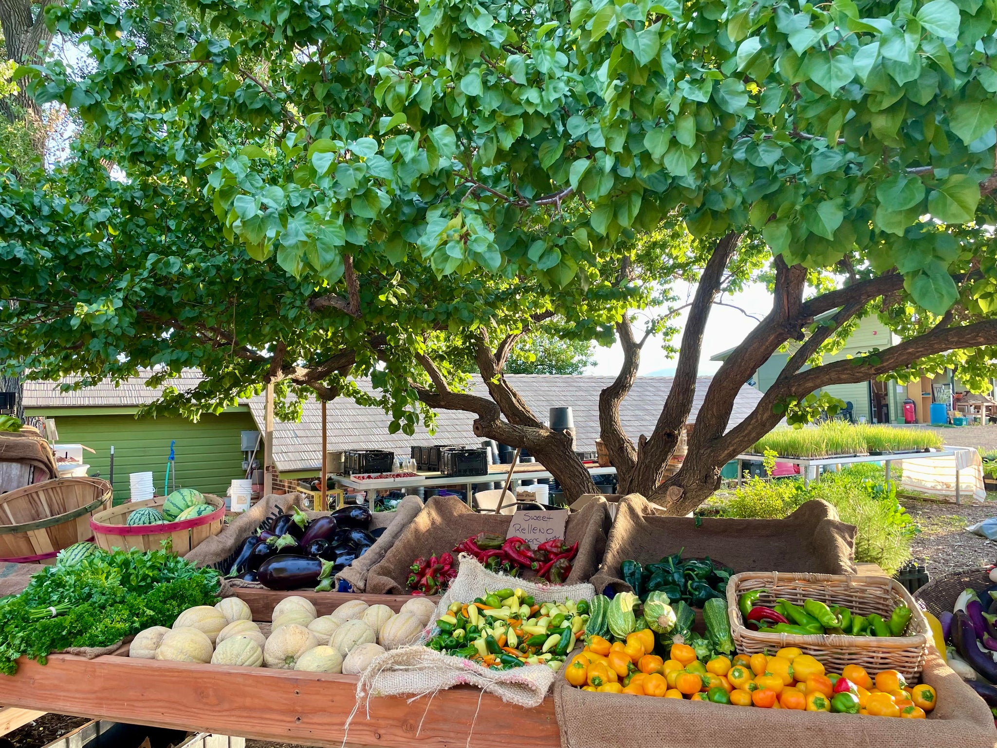 Vegetables and Fruits – MASA Seed Foundation