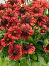 Load image into Gallery viewer, Flower - Red Gaillardia Blanket Flower
