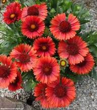 Load image into Gallery viewer, Flower - Red Gaillardia Blanket Flower
