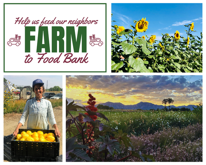 Harvest Festival at MASA Seed Foundation Farm || A pizza party fundraiser for the Farm-to-Food-Bank program