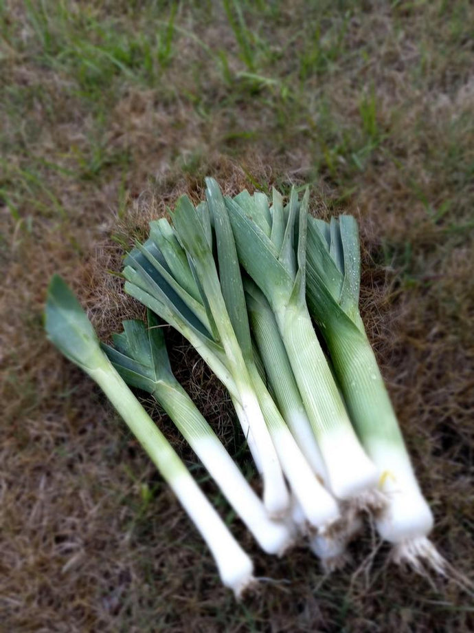 Leeks - Lily's