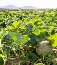 Load image into Gallery viewer, MASA Harvest Celebration and Adopt-a-Row Kickoff

