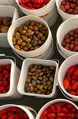 Tomatoes – MASA Seed Foundation