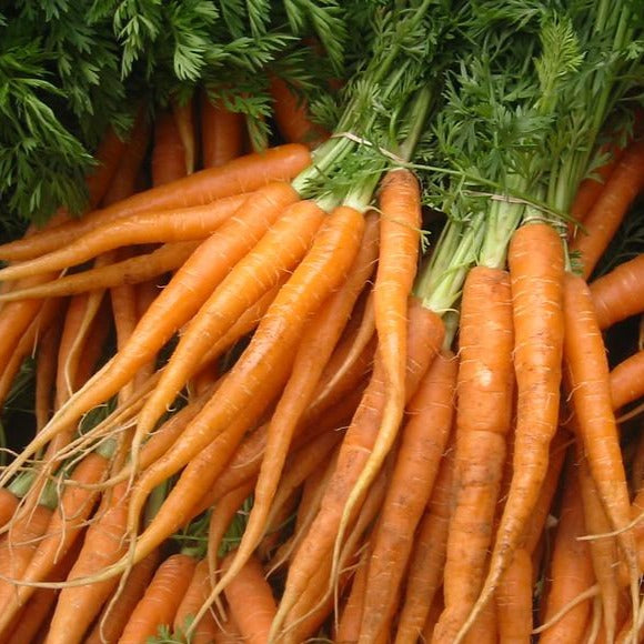 Carrot - Japanese Imperial Long