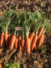 Carrot - Kuroda Orange