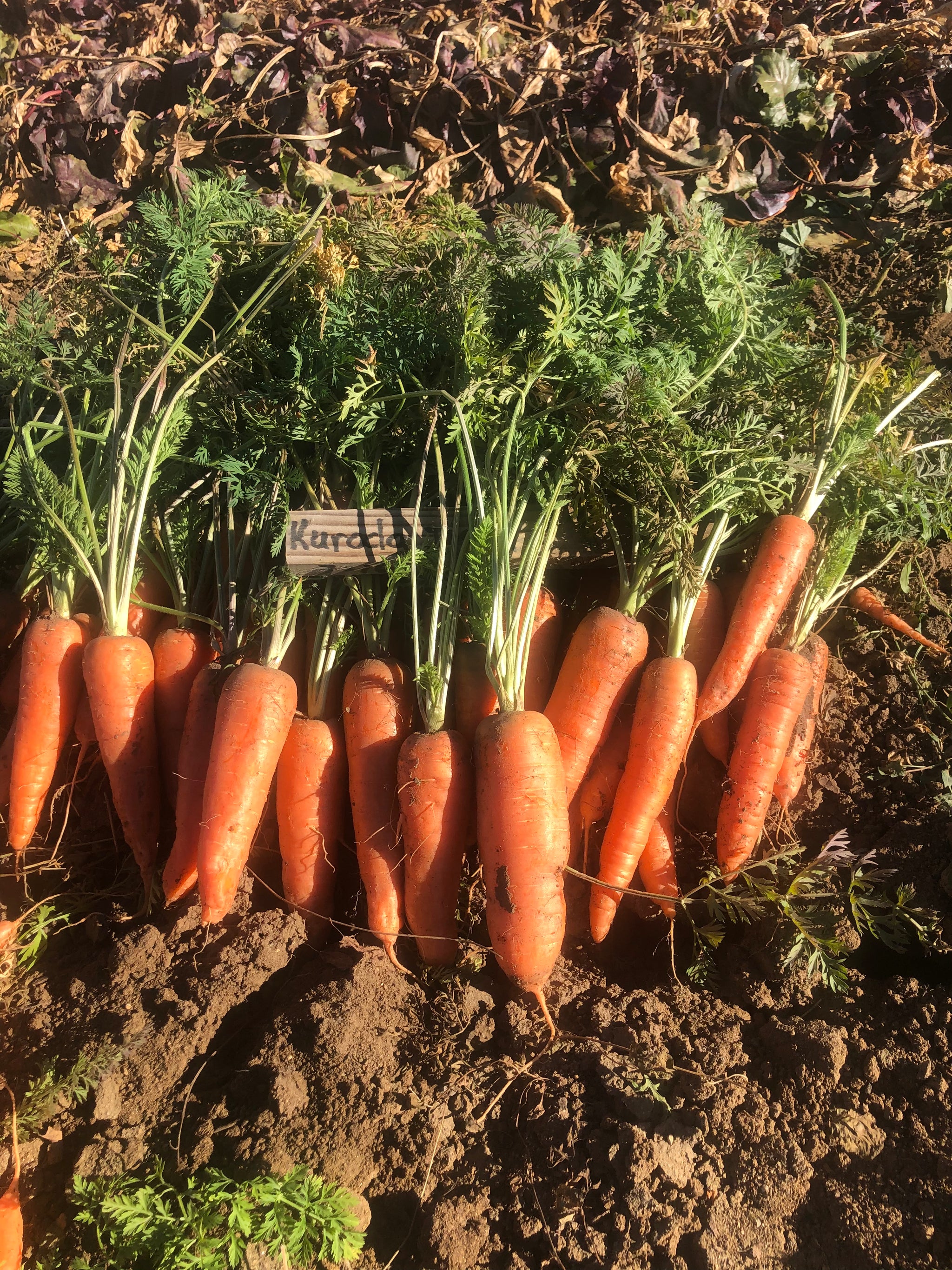 Seeds – MASA Seed Foundation