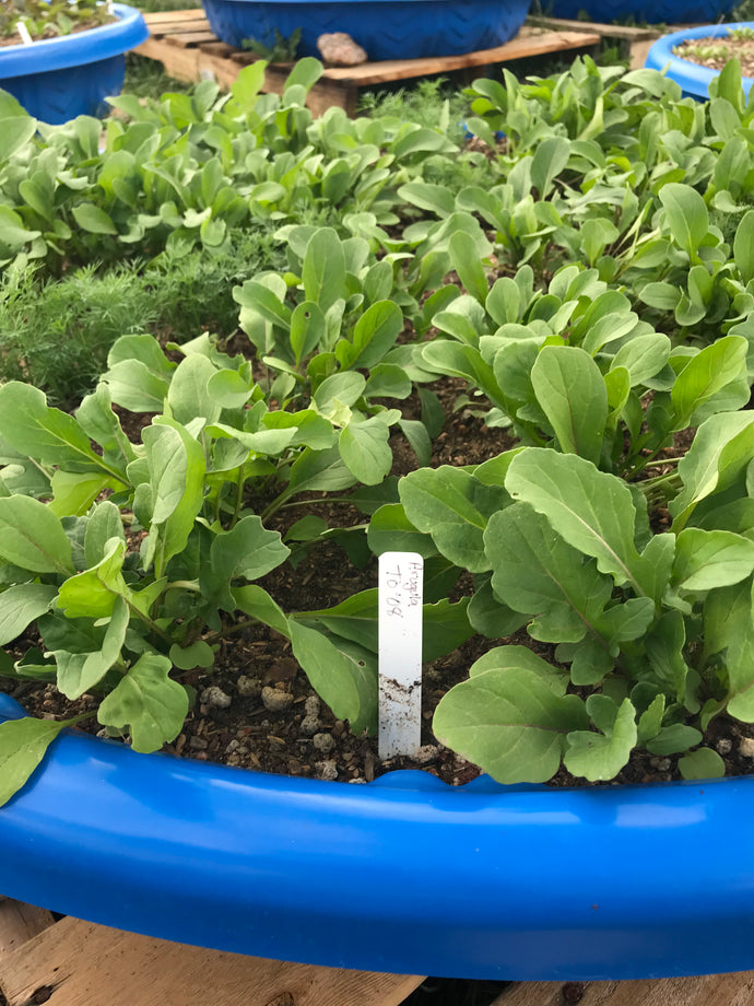 Arugula - Roquette