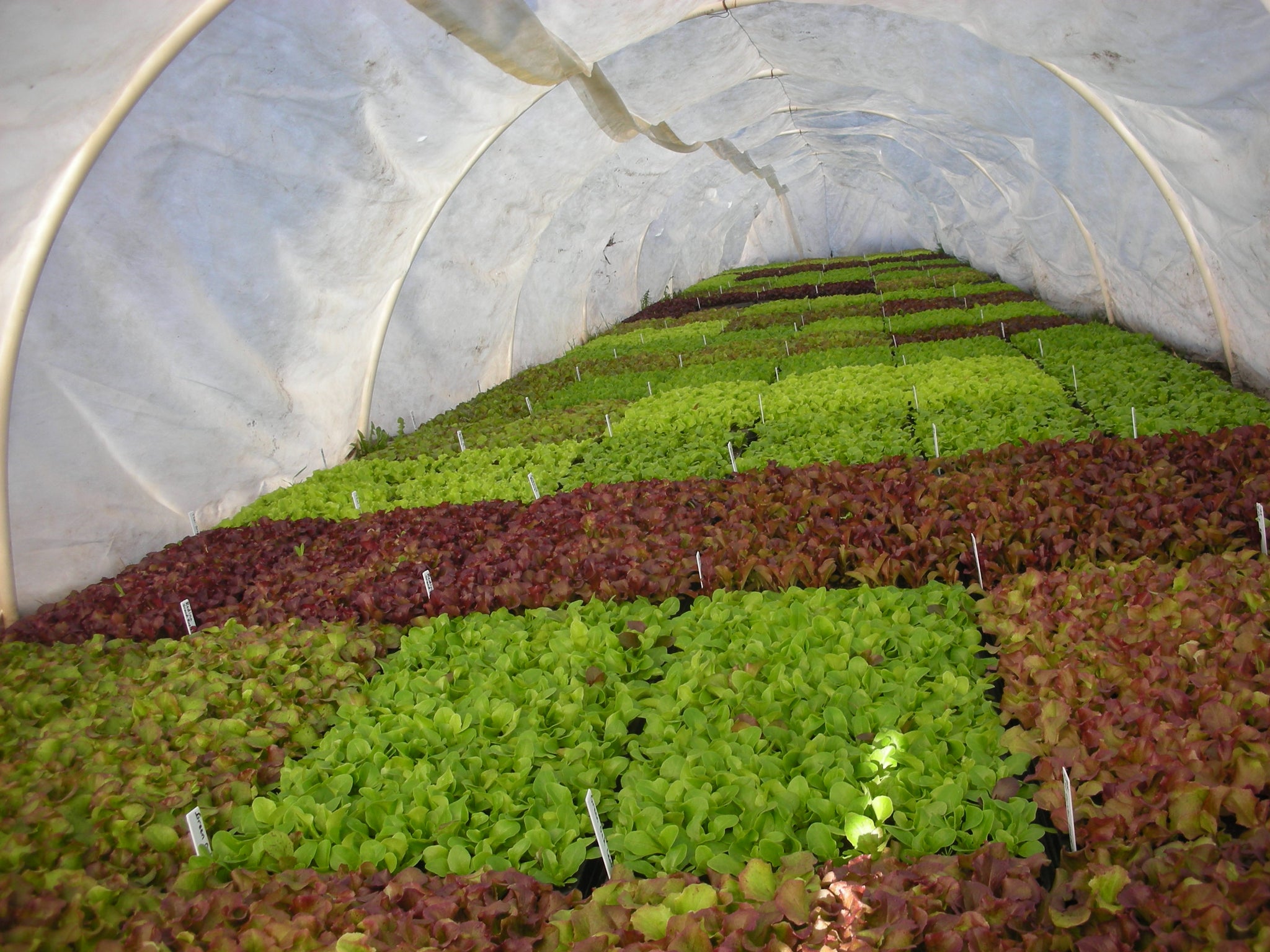 Vegetables and Fruits – Page 2 – MASA Seed Foundation