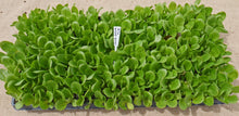 Load image into Gallery viewer, Lettuce - Bright Green Romaine
