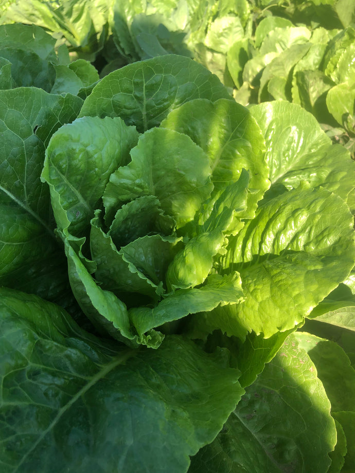 Lettuce - Fresh Heart Romaine