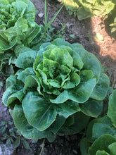 Load image into Gallery viewer, Lettuce - Winter Density
