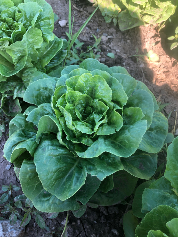 Lettuce - Winter Density