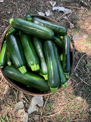 Squash - Dark Star Zucchini