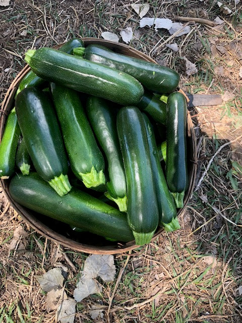 Squash and Gourd – MASA Seed Foundation