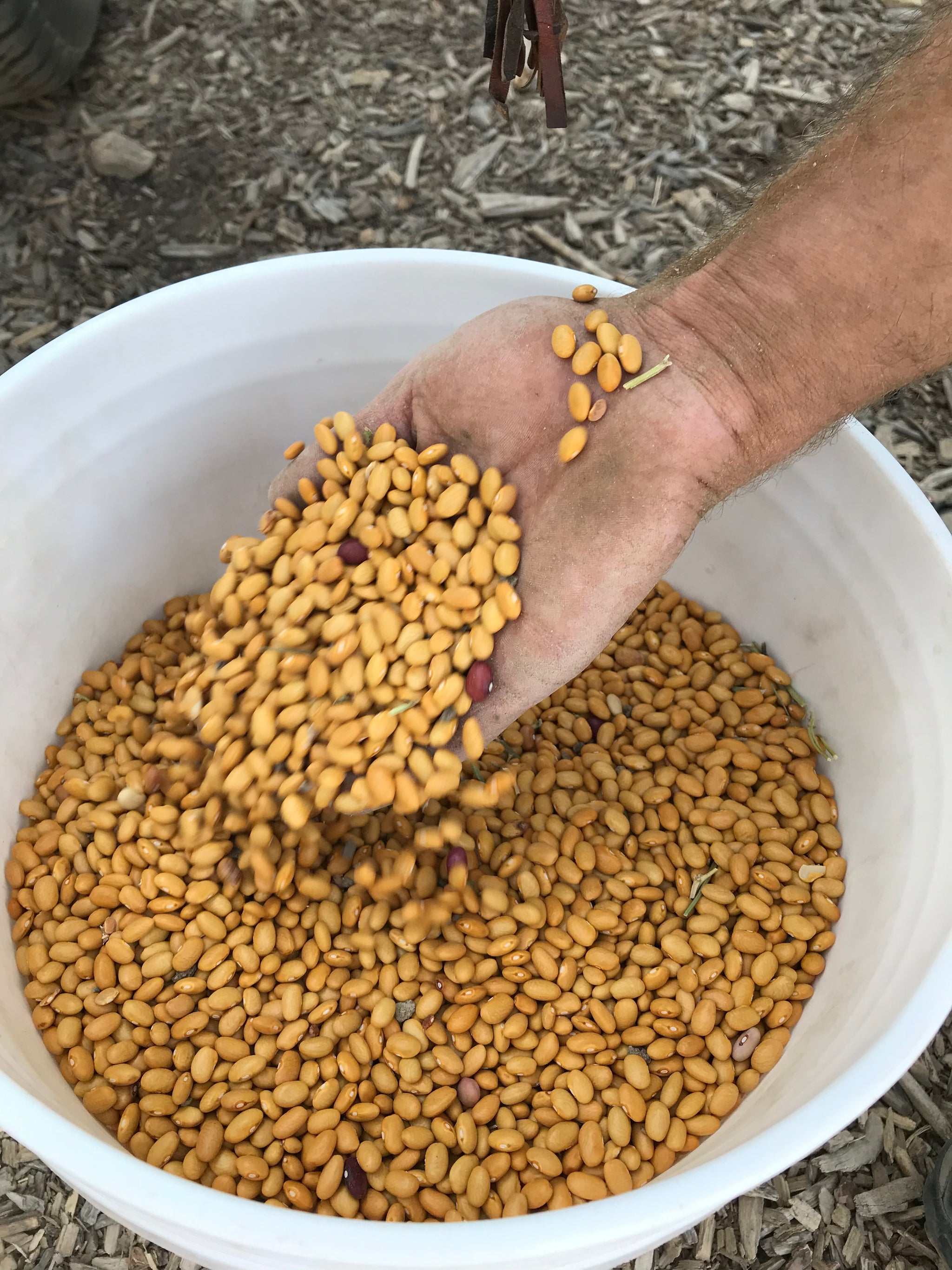 Vegetables and Fruits – MASA Seed Foundation