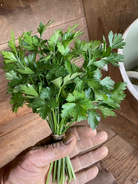 Herbs - Parsley /  Italian Flat Leaf