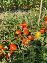 Load image into Gallery viewer, Tomato  - Gila Roma Paste
