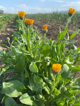 Load image into Gallery viewer, Herbs - Calendula / Pacific Beauty
