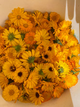 Load image into Gallery viewer, Herbs - Calendula / Pacific Beauty
