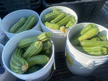 Load image into Gallery viewer, Squash - Zucchini / Costata Romanesco Italian
