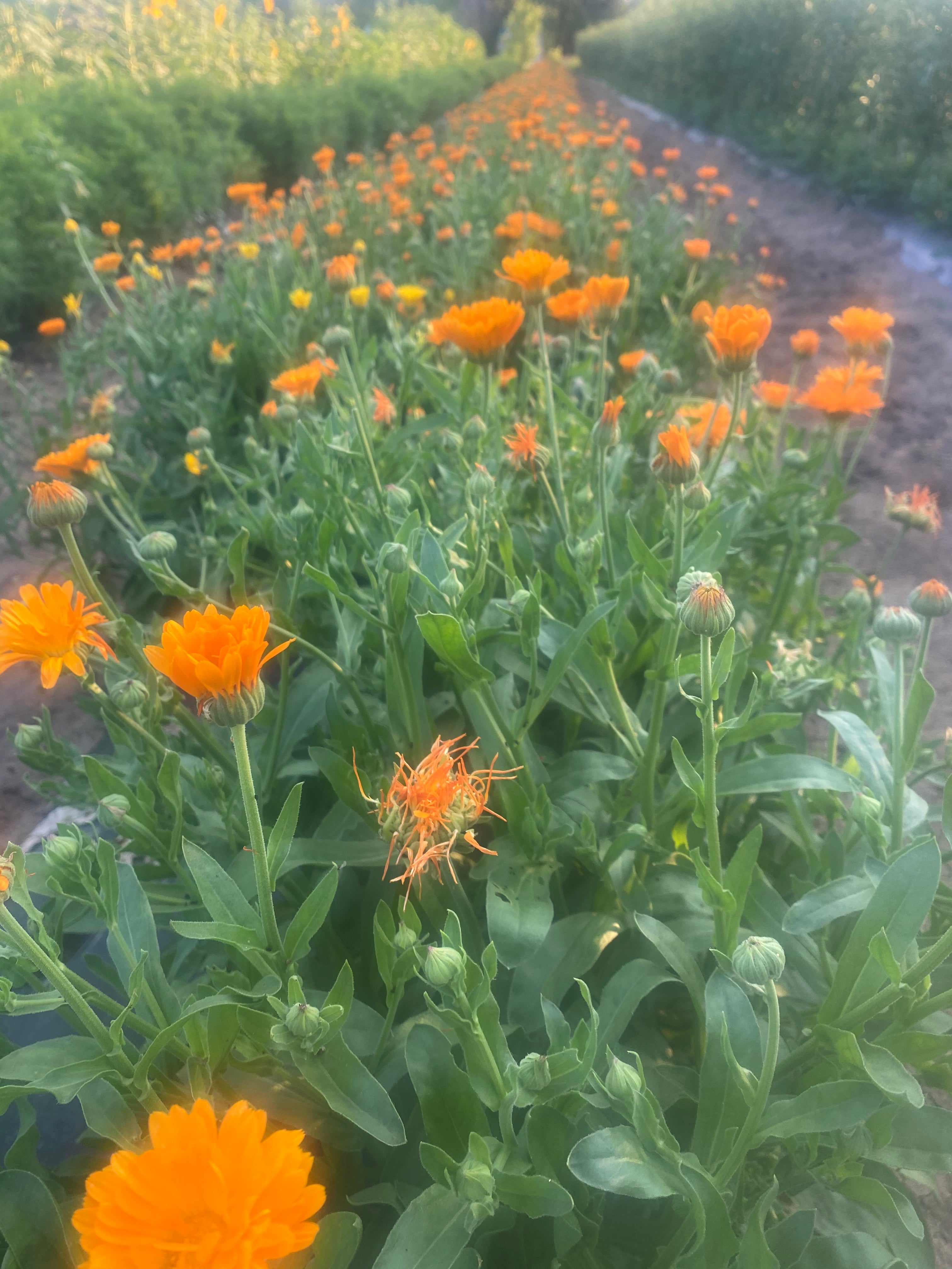 Herbs - Calendula / Alpha – MASA Seed Foundation