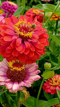 Load image into Gallery viewer, Flower - Zinnia / State Fair

