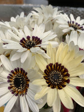 Load image into Gallery viewer, Flower -  Daisy  / Zulu Prince White and Black African Daisy
