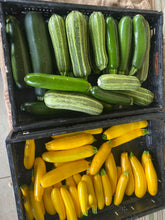 Load image into Gallery viewer, Squash - True Gold Yellow Zucchini
