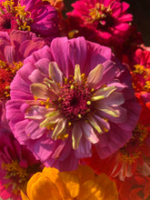 Load image into Gallery viewer, Flower - Zinnia / State Fair
