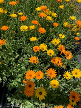 Load image into Gallery viewer, Flower - Daisy / Orange and Yellow African Daisy
