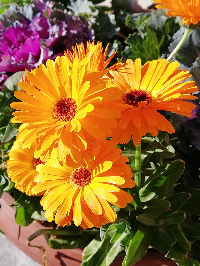 Flower - Daisy / Orange and Yellow African Daisy
