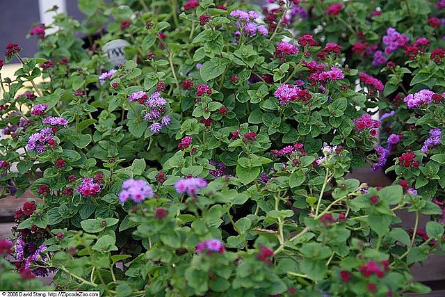 Flower - Purple Floss