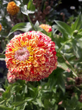 Load image into Gallery viewer, Flower - Zinnia / Peppermint Sticks
