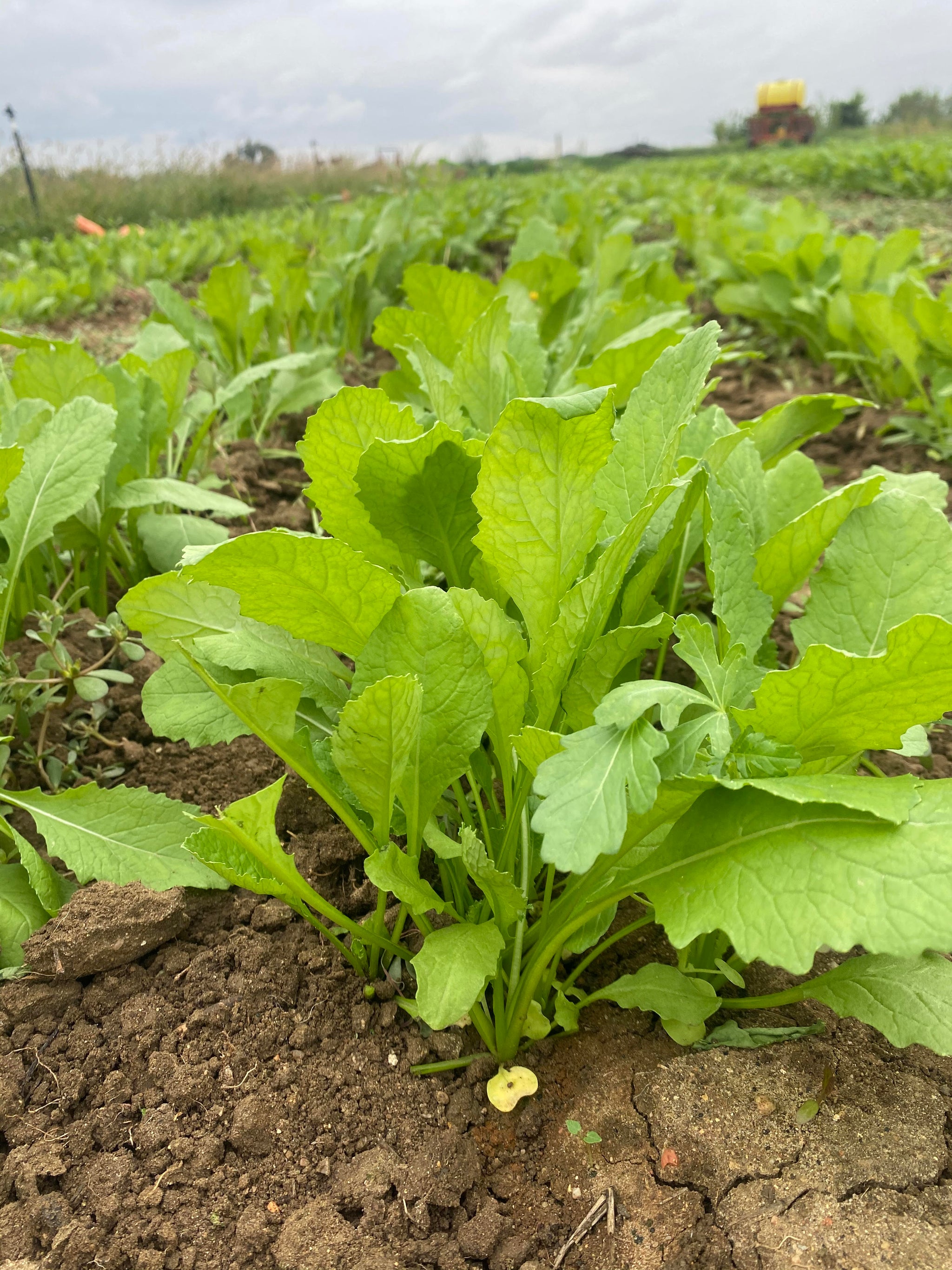 Vegetables and Fruits – Tagged 
